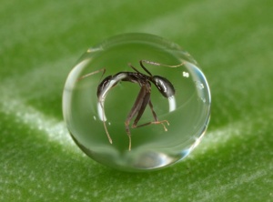ant in water droplet